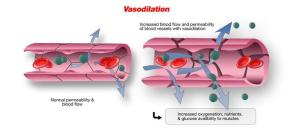 fig2. vasodilation and increased permeabilty